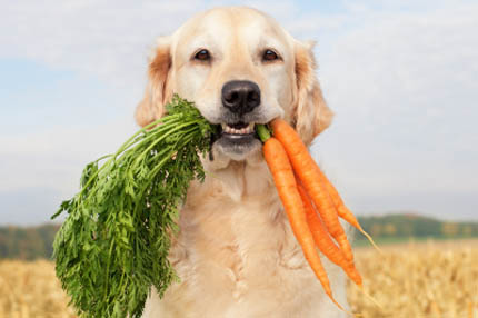 Wegańskie karmy dla zwierząt budzą kontrowersje, fot. iStock