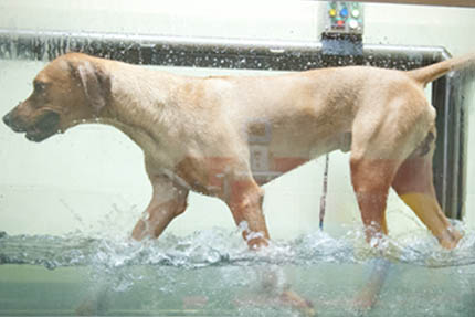Rehabilitacja psa na bieżni mokrej, fot. Paweł Jakubek, Pet Market