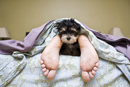 Co trzeci Polak sypia ze swoim psem lub kotem, fot. iStock